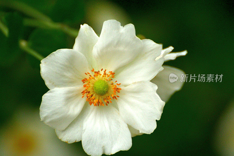 银莲花/日本银莲花花